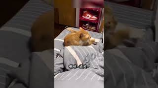 【搞笑动物配音】“罗老师，我们劝你别这样” #cat #pets #搞笑 #搞笑 #萌宠 #cute #萌宠 #萌寵 #animals #萌寵 #funny #貓咪 #貓咪 #宠物 #宠物