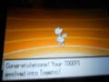 pokemon black and white togepi evolves into togetic