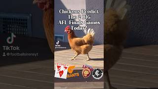 Chickens Predict AFL Finals 2024!! #afl #australia #aflfinals #australianfootball #footy