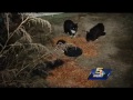 covington woman spends $600 per month to feed dozens of feral cats