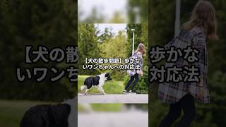 【犬の散歩問題】歩かないワンちゃんへの対応法 #犬 #犬のいる暮らし #いぬのいる暮らし #多頭飼い