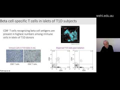Why are mice used in diabetes research?