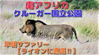 【南アフリカ】クルーガー国立公園　（モーニングサファリー）　ライオンに遭遇