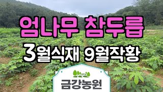 엄나무 참두릅종근 3월 식재후 9월4일 생육상황 공유합니다