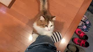 今日のひのき猫 「お出迎え」