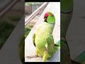 Parrot Funny #birds #shorts
