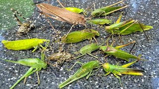 Catching Deep Fried Giant Bamboo Grasshoppers