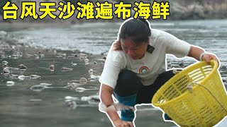 台风后的沙滩遍地海鲜！无数钉螺、 沙白、海鱼、螃蟹搁浅在沙滩上，赶紧抓了几十斤回家【渔小仙】