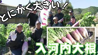 「とにかく大きい！10キロサイズも？！高知県安芸市で栽培される伝統野菜『入河内大根』の収穫が最盛期」2024/1/19放送