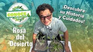 Conoce tu Cactus: Rosa del Desierto | Capítulo 1 | Origen, Cuidados y Consejos 🌵