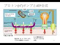 東邦大学　理学部　情報科学科　「基礎生化学」第１回　生体内のエネルギー産生　part 2