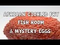 AFRICAN CICHLID FRY│FISH ROOM│MYSTERY EGGS