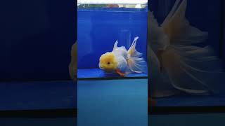 【返金保証】 動画 オランダ獅子頭 ローズテール (k246) タイ産 ジャンボ個体 21cm オス 7ヵ月 #金魚 2月3日発送 (k246)