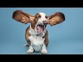 Funny dog videos 🤣. animals lovers