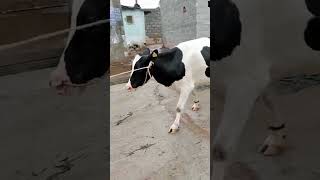 #chintamani cow 6 teeth 2nd lactation #hf #trending #dealer #youtubeshorts