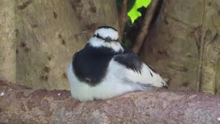 Kappasuke the Injured Pied Wagtail - The Road to Recovery (Part 2)