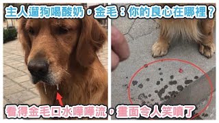 主人遛狗喝酸奶，金毛：你的良心在哪裡？看得金毛口水嘩嘩流，畫面令人笑噴了