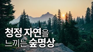 일지의 Vlog, 깊은 숲 청정 에너지를 나누어 드립니다