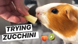 Guinea Pigs Try Zucchini for the First Time! | Peawi Pigs