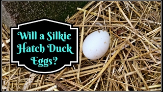 Will a Silkie Hatch Duck Eggs??