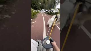 犬とソリの動画見て笑ったら寝ろwwwwww