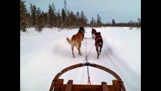 Husky dog does a poo while running