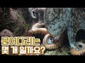 문어의 다리 개수는 몇 개 일까요?