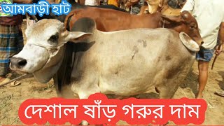 আজ 26 October.ঐতিহ্যবাহী আমবাড়ী হাট থেকে মোটাতাজাকরণ উপযোগী দেশাল ষাঁড় গরুর দাম