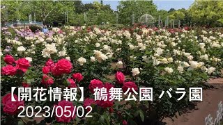 【開花情報】鶴舞公園 バラ園（2023/05/02）