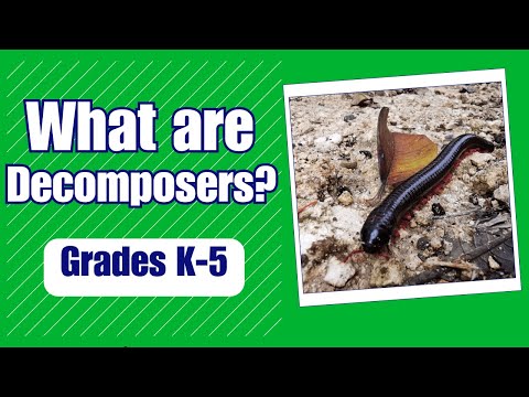 What animals in the ocean are decomposers?