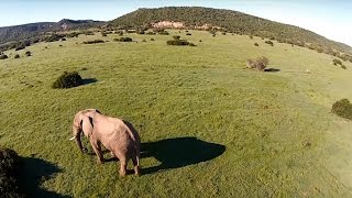 Early morning drone fly-by on Shamwari Game Reserve