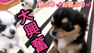 4時間ぶりの再会なのに大喜びでお出迎えしてくれる可愛い子犬チワワ♡Chihuahua puppies growth record.The most pretty puppies【dog】【犬】