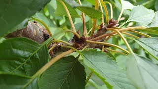 체리나무 모든것 Sweet cherry tree 진도명량체리원 체리많이 달리게 하려면 영상을...