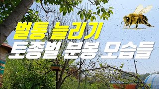 토종벌 분봉으로 벌통 늘리는 방법, 4통으로 12통 만들기