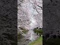 弘前公園桜祭り 北国の桜hirosaki park cherry blossom festival northern cherry blossoms