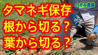 【タマネギの保存法】収穫して干す前に、タマネギの根から切りますか？葉から切りますか？この結果で、保存期間に大きな差ができます！