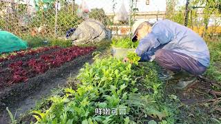 [狐狸菜園]早晨採收冬菜就是舒服 有山茼蒿 芥菜 鹿角A菜 菜心 可以同時享受視覺味覺聽覺觸覺的大自然饗宴 Harvest organic vegetables on a winter morning