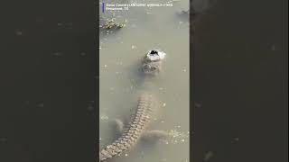 How alligators survive in frozen water