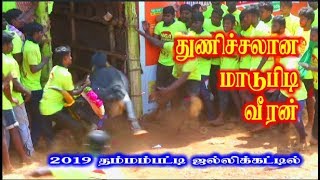 துணிச்சலான மாடுபிடி வீரன் 2019 தம்மம்பட்டி ஜல்லிக்கட்டில் thammampatti jallikattu