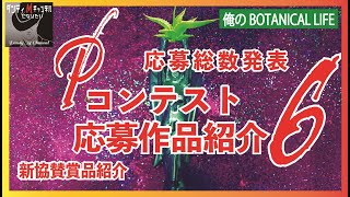 【応募総数発表（作品紹介６）】アガベの「たぶんピーコッキーフォトコンテスト」アガベ　ピーコッキーのカッコ良さを見つけ出すコンテストです　応募作品紹介します。