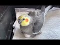 daddy cockatiel takes his shift taking care of 8 eggs.