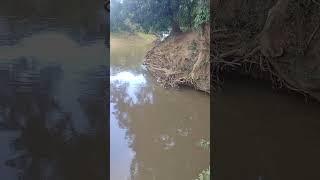 segunda visita, a charco viejo de ranchito, La Vega dónde en una cueva, vive un pez, de 300 Libras😱