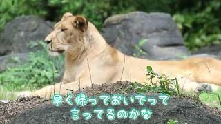 2024/6/4【とべ動物園】飼育員さんの何回も呼びかけしたものの帰宅拒否で外で一日中過ごすライオンクレイ🦁