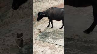 Murrha buffalo and murrha calf 🐃 super duper murra#shotsvideo #murrha