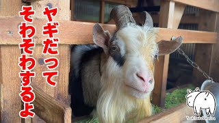 ご飯の時間はそわそわします　2023年9月6日 手作りヤギ牧場 goat farm 吉がけ牧場