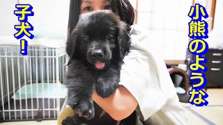 子犬が初めて来た日の猫と人間の様子