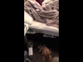 Service Dog Helps owner with PTSD/Depression get out of bed Service Dog Helps owner with PTSD/Depression get out of bed