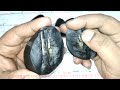 rare shaligram very rare shivling shaligram gandaki river nepal www.realseed.in