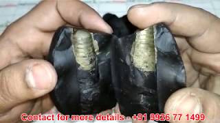 Rare Shaligram Very Rare Shivling Shaligram - Gandaki River Nepal www.realseed.in