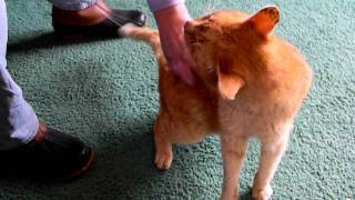Kitty's sweet spot